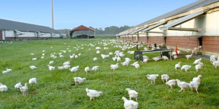 Avian Influenza Reaches Australia image